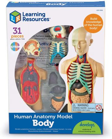 Обучающий набор Анатомия человека. Тело Learning Resources