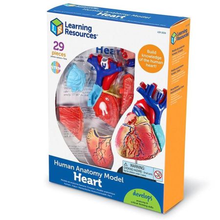 Обучающий набор Анатомия человека. Сердце Learning Resources
