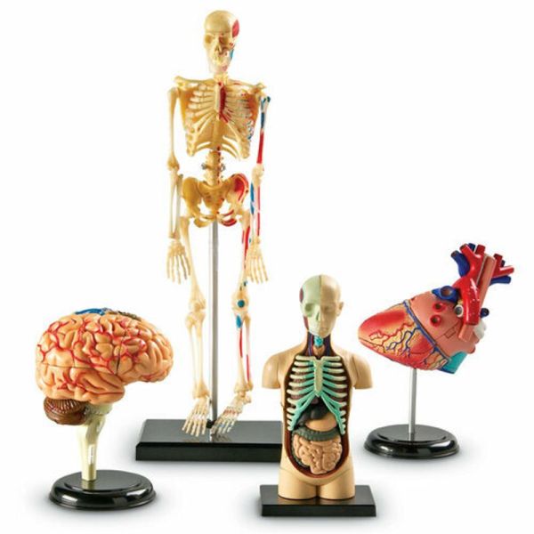 Обучающий набор Анатомия человека. Мозг, Сердце, Тело, Скелет Learning Resources