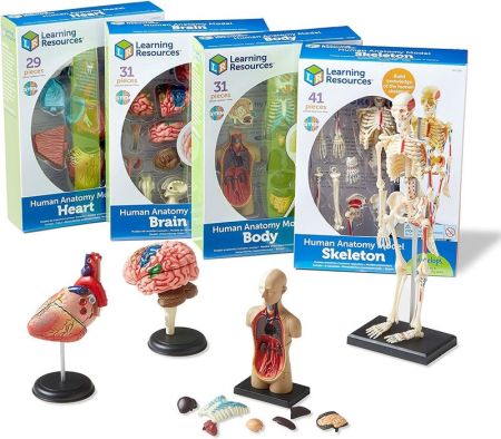 Обучающий набор Анатомия человека. Мозг, Сердце, Тело, Скелет Learning Resources