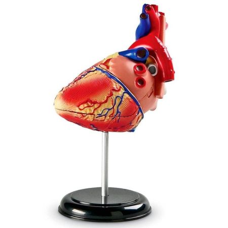 Обучающий набор Анатомия человека. Сердце Learning Resources