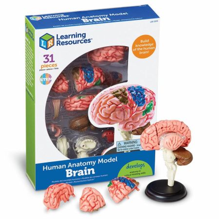 Обучающий набор Анатомия человека. Мозг Learning Resources