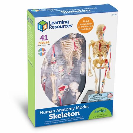 Обучающий набор Анатомия человека. Скелет Learning Resources