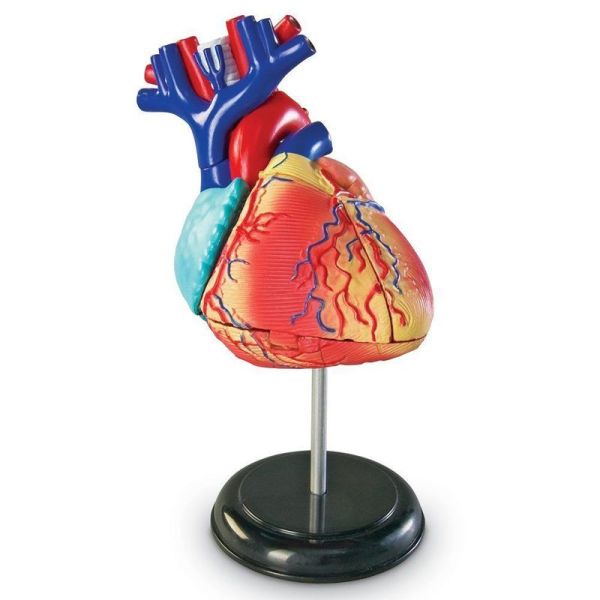 Обучающий набор Анатомия человека. Сердце Learning Resources